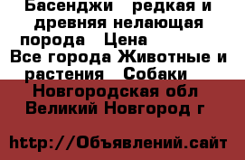 Басенджи - редкая и древняя нелающая порода › Цена ­ 50 000 - Все города Животные и растения » Собаки   . Новгородская обл.,Великий Новгород г.